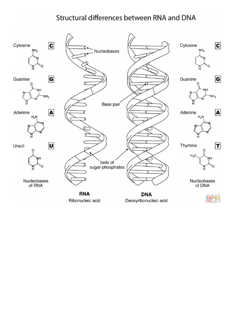 Diferencias Estructurales entre ARN y ADN _ Super Coloring | PDF