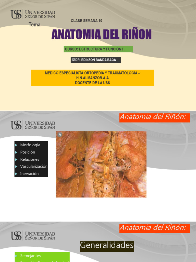 S10-Anatomia Del Riñon | PDF | Riñón | Anatomía