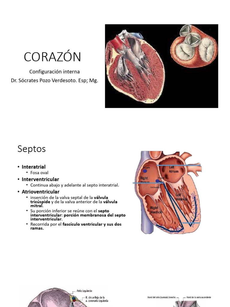 Configuración interna del corazón | PDF | Anatomía | Tórax (anatomía ...