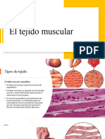 Tejido muscular 