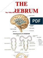 7 Cerebrum 2022