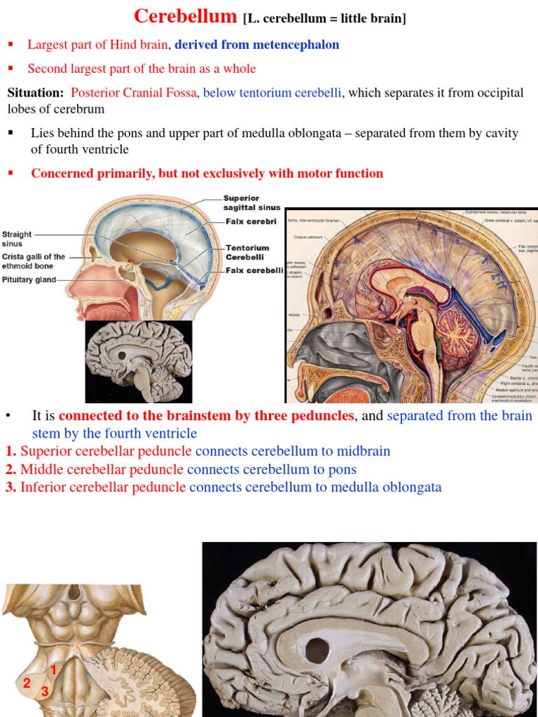 4 Cerebellum 2022 | PDF | Cerebellum | Brainstem