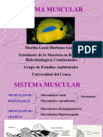 Sistema Muscular