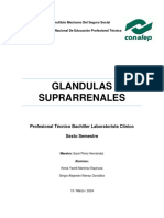 Glandulas Suprarrenales