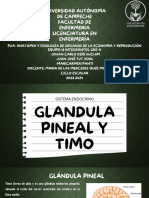 glandula pineal y timo