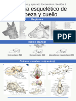 Sistema Esqueletico de Cabeza y Cuello en Animales