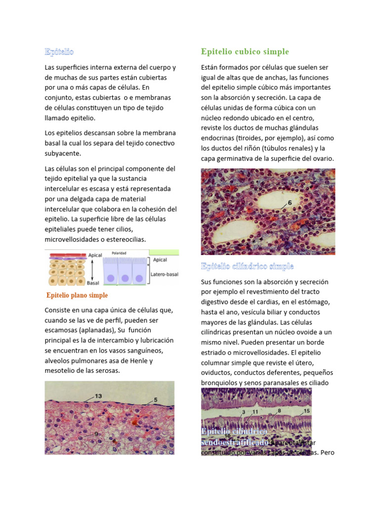 Tipos de Epitelio y sus Funciones | PDF | Epitelio | Anatomía