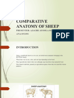 COMPARATIVE ANATOMY OF SHEEP