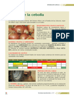 Cultivo de La Cebolla: Descripción