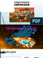 8 - Metabolismo Celular