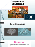 7 - Citoplasma