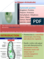 Paramecium (The Slipper-Animalcule)