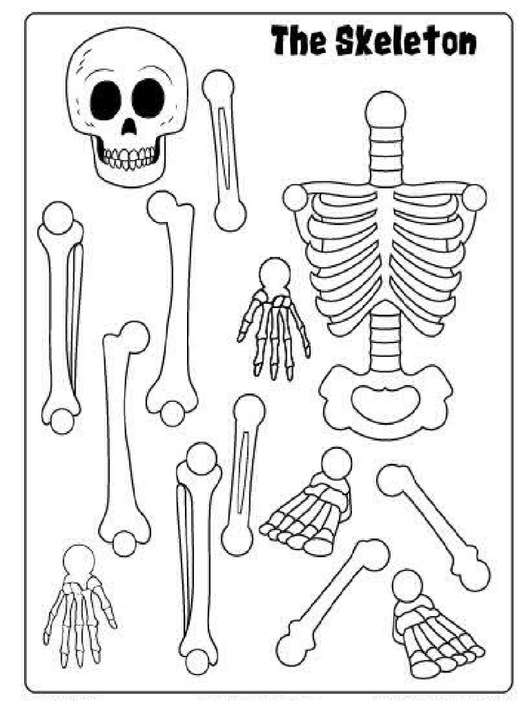 SKELETON PDF