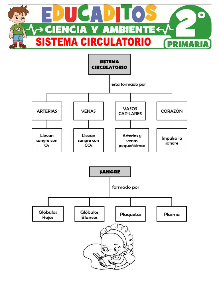 Actividades del Sistema Circulatorio | PDF | Sistema circulatorio | Corazón