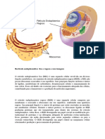 Recticulo Endoplasmático Liso e Rugoso e Suas Imagens