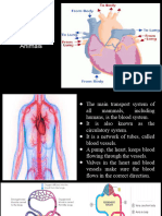 Chapter 9 Transport in Animals