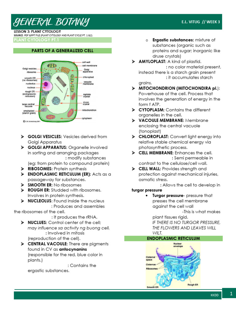 Plant Cell Structure Overview | PDF | Endoplasmic Reticulum | Chloroplast