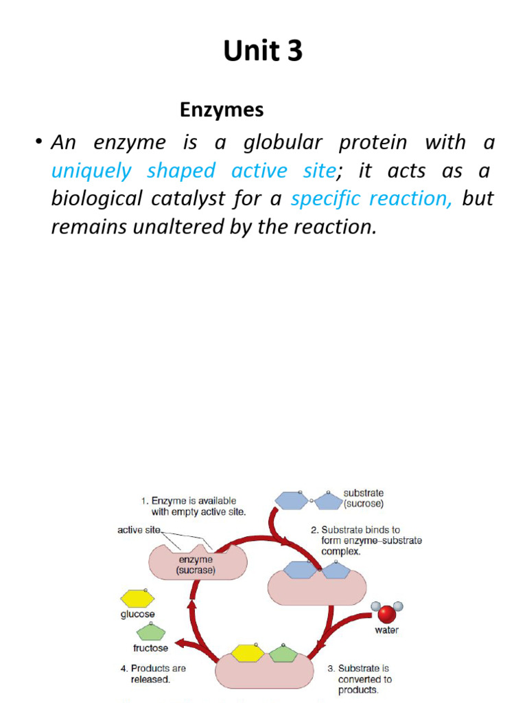 Enzymes: Biological Catalysts Explained | PDF | Enzyme | Active Site