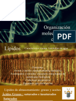 Organización Molecular de La Célula