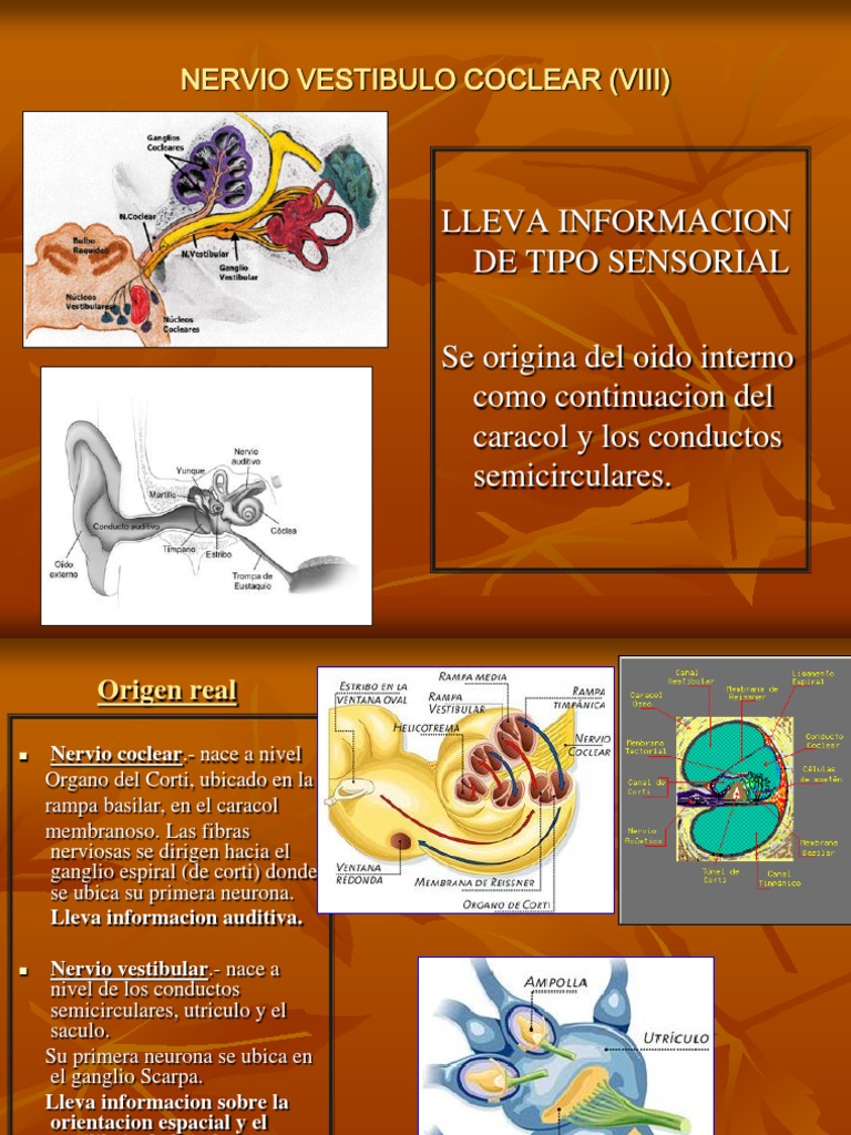 2 - Nervio VESTIBULOCOCLEAR | PDF