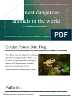 The Most Dangerous Animals in the Whole World))