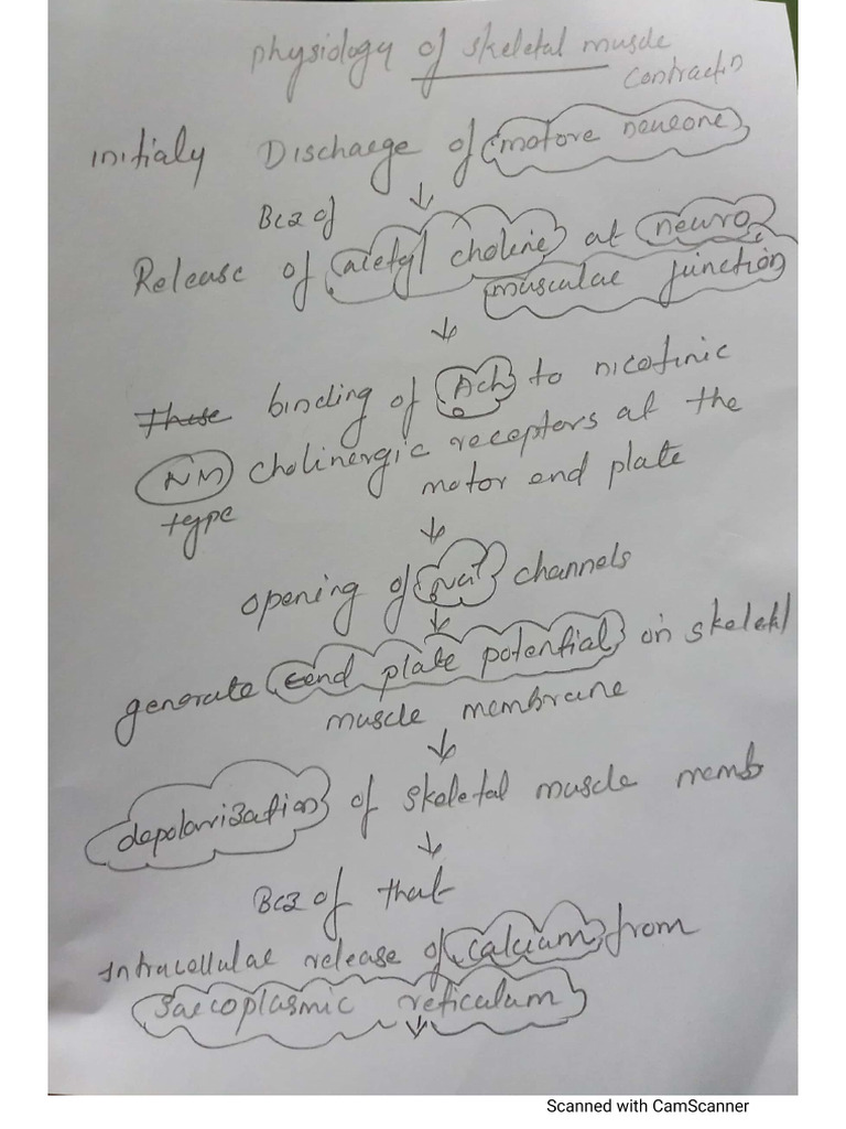 Physiology of Skeletal Muscle Contraction | PDF