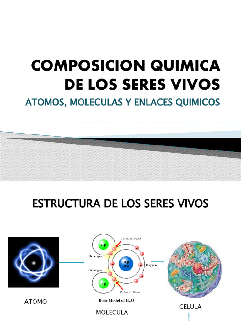 Composición Química de los Seres Vivos | PDF | Lípido | Carbohidratos
