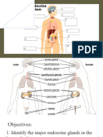 Q3 1 Endocrine