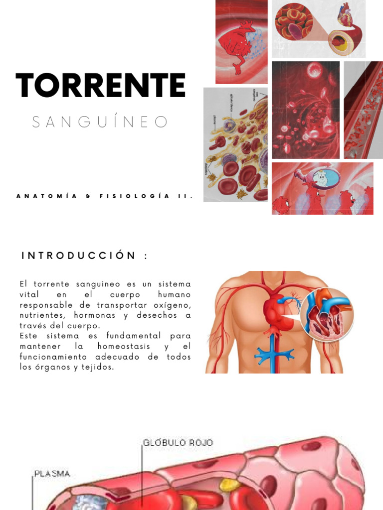 Funcionamiento del Torrente Sanguíneo | PDF | Salud y bienestar