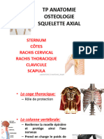 TP ANATOMIE Squelette Axial-Omoplate-Clavicule
