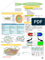 Citologia y Clasificacion Bacteriana