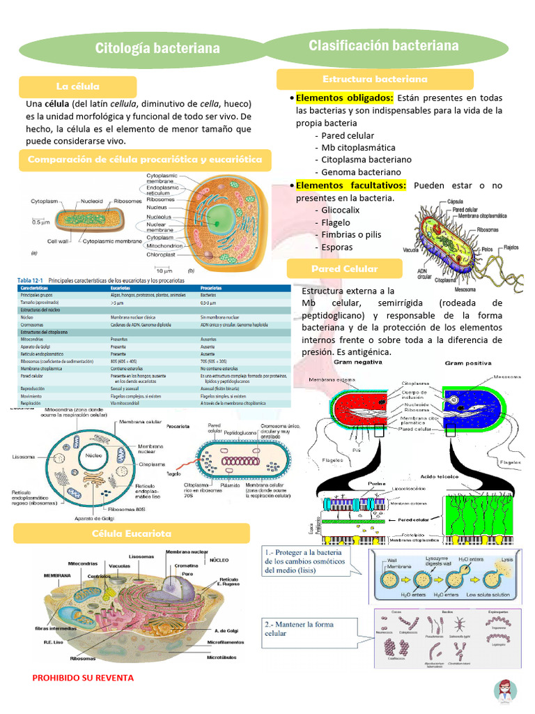 Estructura y Clasificación Bacteriana | PDF | Las bacterias | Biología ...