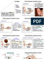 Audição - Anatomia