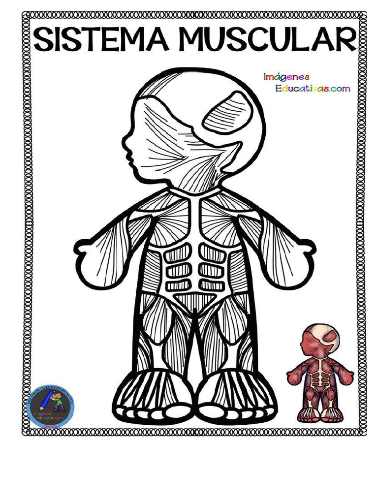sistema-muscular-1-pdf