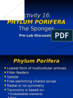 Activity 16 - Prelab PHYLUM PORIFERA
