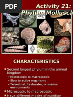 Download Activity 21_ppt Phylum Mollusca by api-3836574 SN7222007 doc pdf