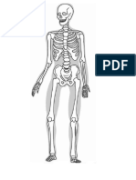 Sistema Locomotor