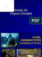 Activity 24 - Phylum Chordata
