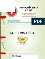 Clase 02 - Anatomía de La Pelvis
