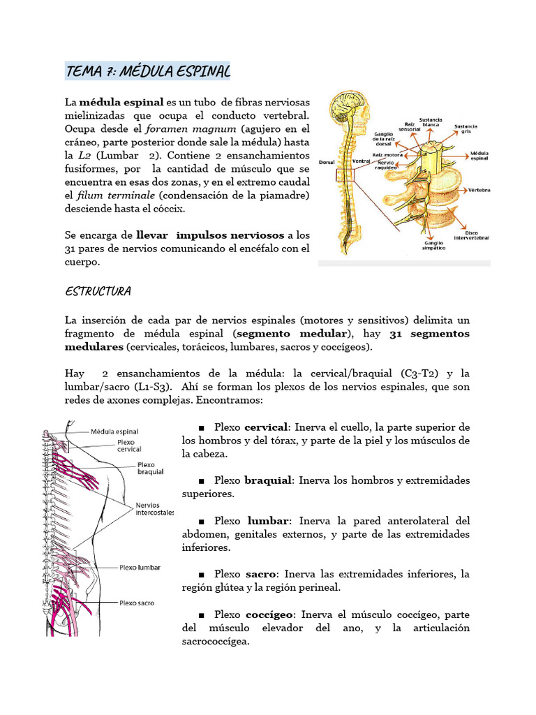 Tema 7 Pdf Médula Espinal Materia Gris