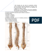 La columna vertebral