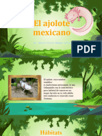 El Ajolote Mexicano