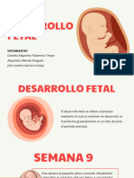 Desarrollo Fetal