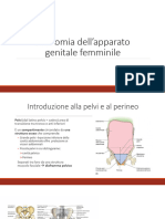 Anatomia Dellapparato Genitale Femminile