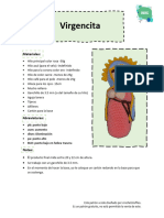 Patron Virgencita - PDF Versión 1