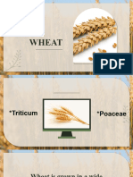 G1_WHEAT