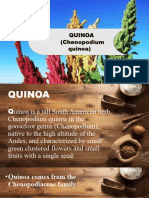 Quinoa Group 4