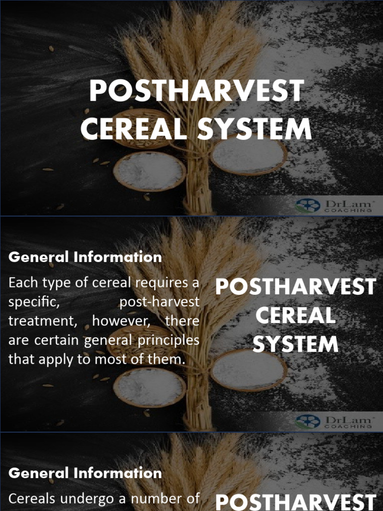 Postharvest Cereal System Sorghum | PDF | Cereals | Staple Foods