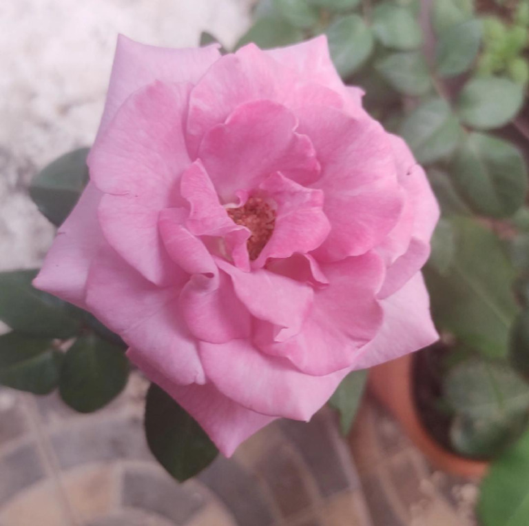 Rosa | PDF