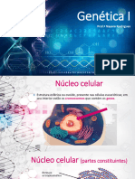 Slides Nucleo Celular
